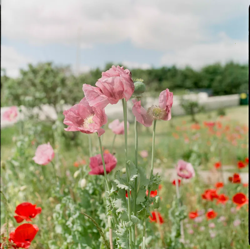 Pink Poppy shot on Kodak Gold 200 with a ARAX 88CM, developed at Nik & Trick Photo Lab, by Mark Beadle
