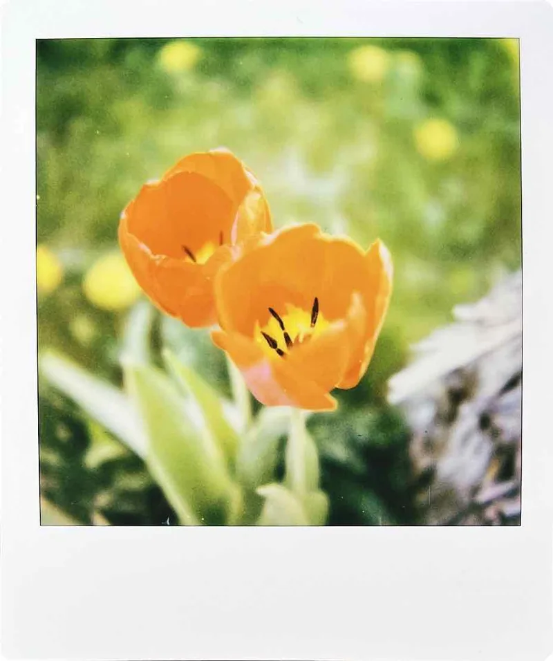 Spring is here (again) shot on Polaroid 600 with a Polaroid SX-70 Sonar, by Nathan