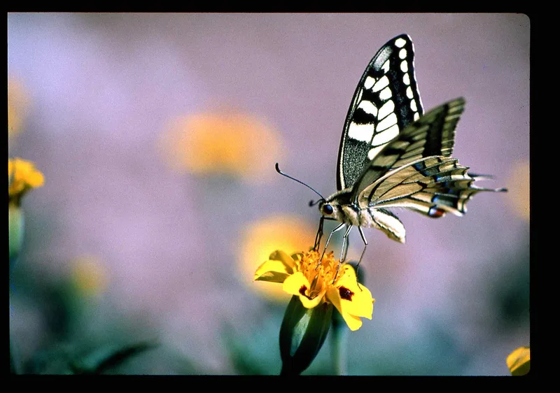 Butterfly shot on Kodak Ektachrome 200 with a Minolta X-500, by MARCO PHOTOS