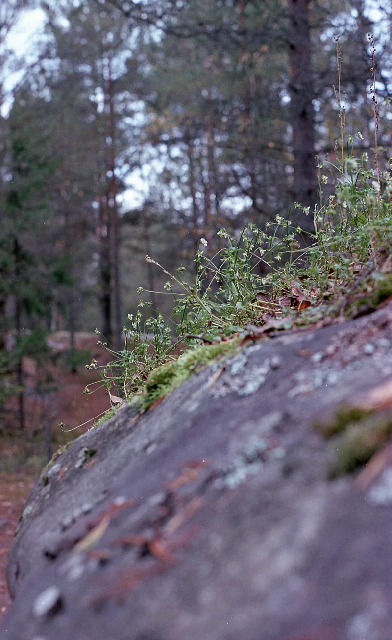 Film photo shot on Film Washi Washi X with a Pentax ME, by Salminen
