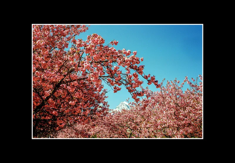 A Mountain in the Sea full of Blossoms shot on Kodak Gold 200 with a Leica CM, by Christian