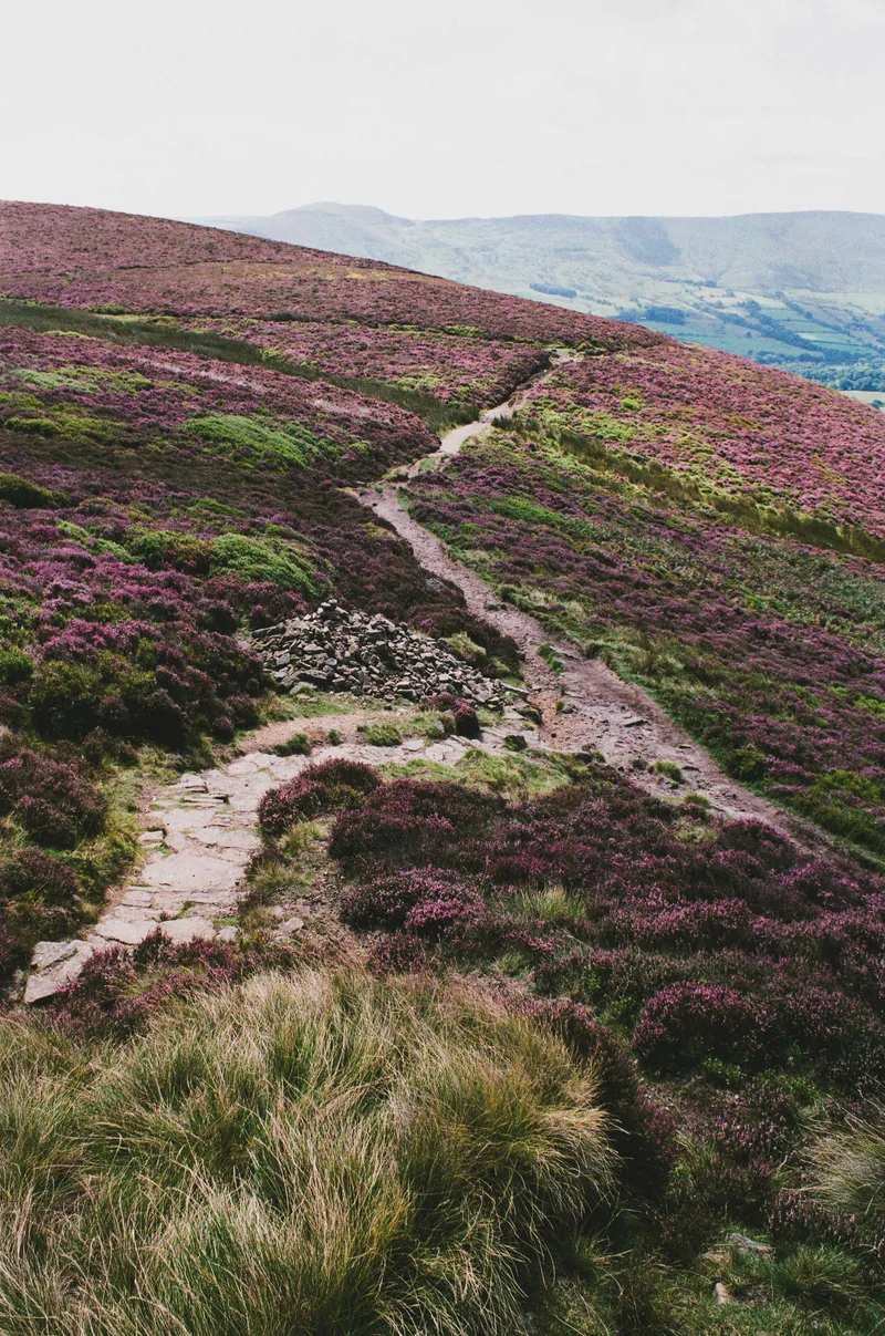 Heather on the hills shot on Fujifilm Superia X-TRA 400 with a Nikon EM, by Guesty