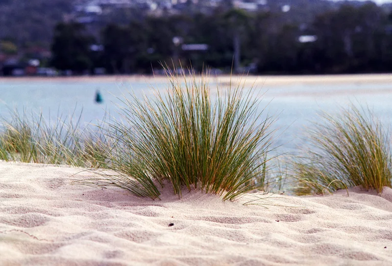 Beached shot on Kodak Gold 200 with a Pentax ME Super, developed at Halide Supply, by J.Morelli Photography