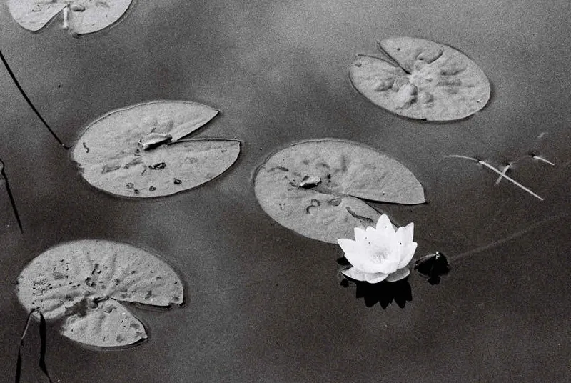 Lily I shot on Ilford Delta 400 with a Nikon F5, developed at Photo Stella, by Jussi