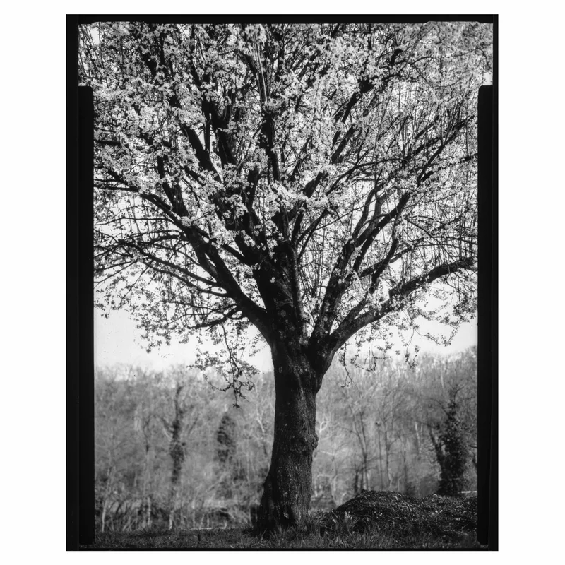 Almond tree shot on Ilford Multigrade RC with a Graflex Speed Graphic, by Alessandro Benevento