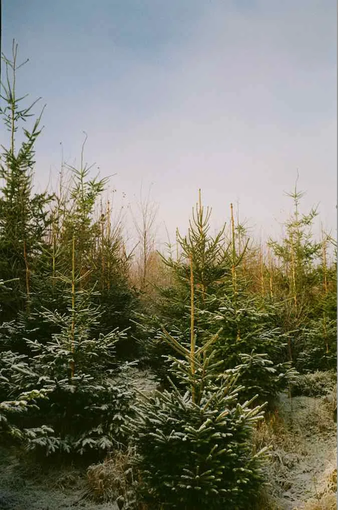 Frohe Weihnachten shot on Kodak Gold 200 with a Leica IIIb, developed at Analogue Wonderland, by Gunther