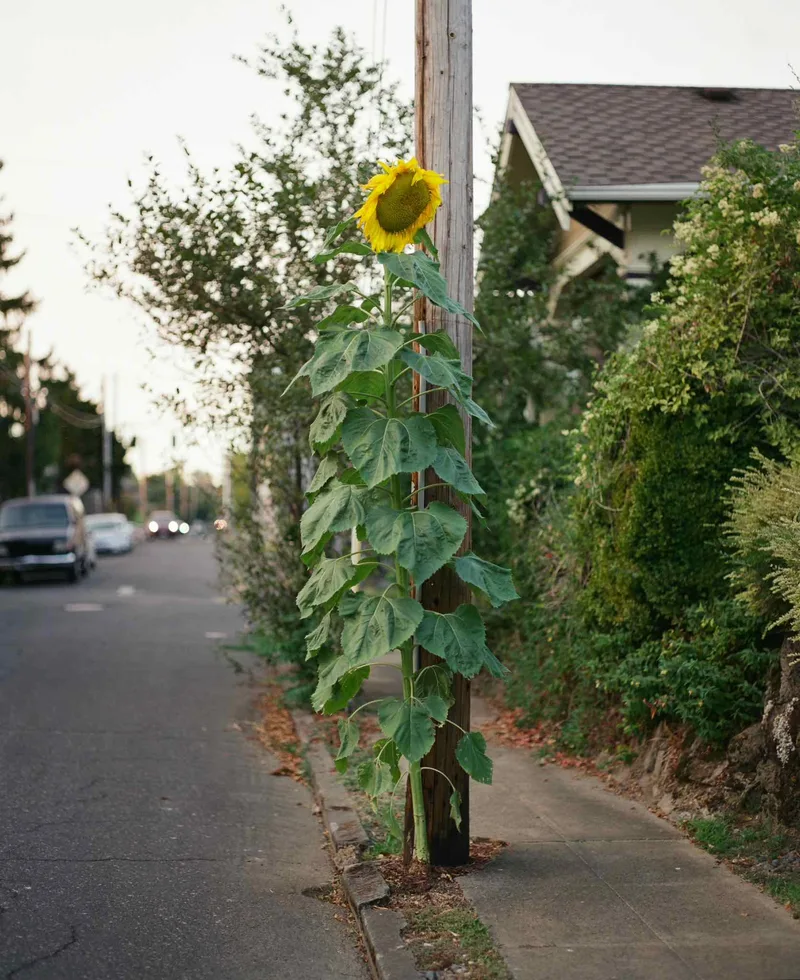 The Sunflower shot on Fujifilm Pro 400H with a Pentax 67, developed at The Shutterbug, by Squid