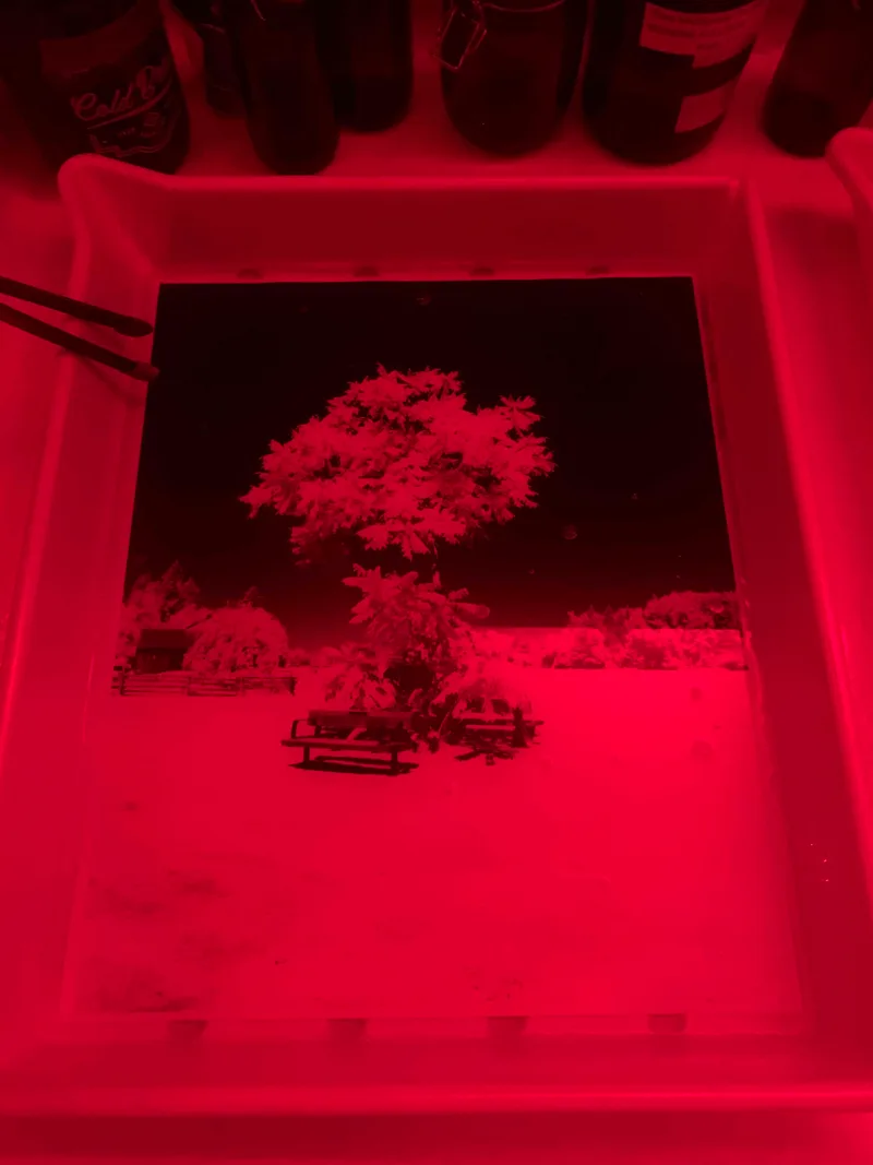 Infrared Tree shot on Film Washi Film Washi Z with a Mamiya C330s Professional, by PhotoBob