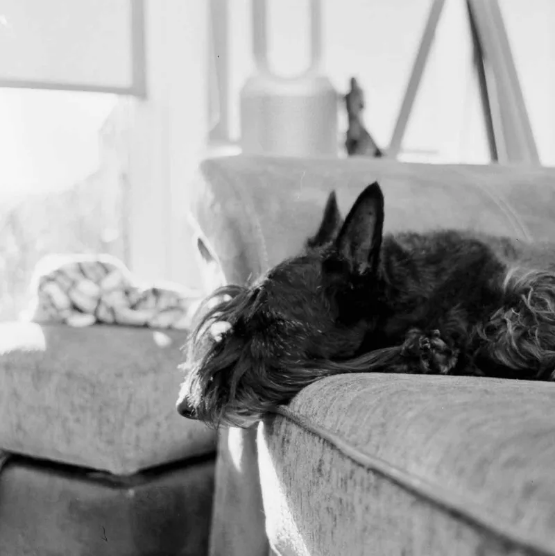 Saturday Snuz shot on Tasma  Type 25L with a ARAX 88CM, developed at Home / Self-Developed, by Mark Beadle