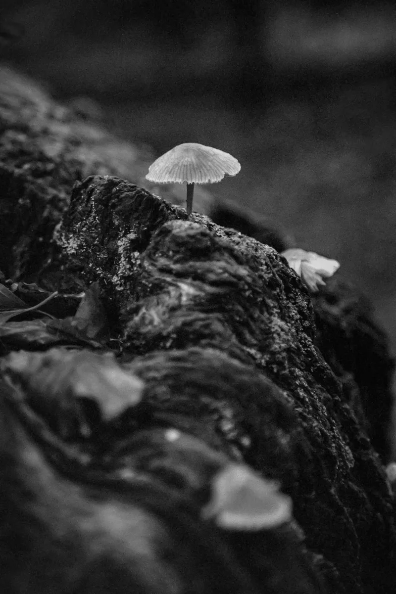 Autumn fungi shot on Rollei Retro 400S with a Canon EOS 5, developed at Home / Self-Developed, by Graeme