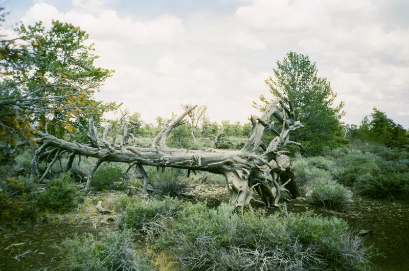 Film photo shot on Harman Phoenix 200 with a Olympus StylusEpic, developed at The Molinas Film Lab, by Josué Molina