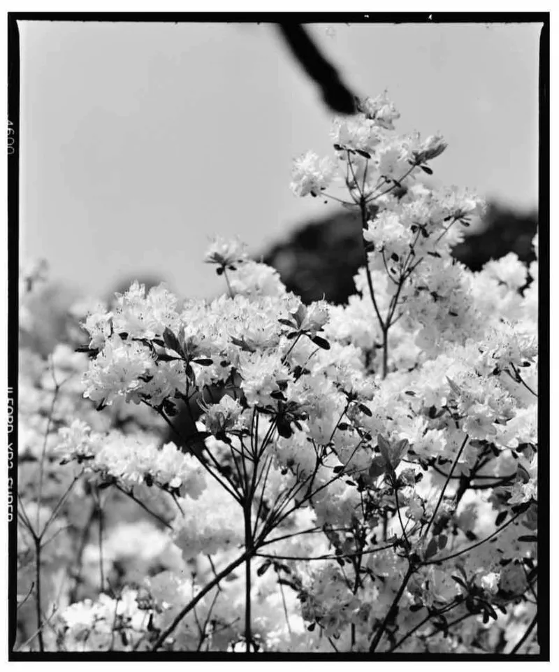 In Bloom shot on Ilford XP2 Super 400 with a Mamiya RB67 Pro S, developed at Darkslide Film Lab, by Emilie Dumas