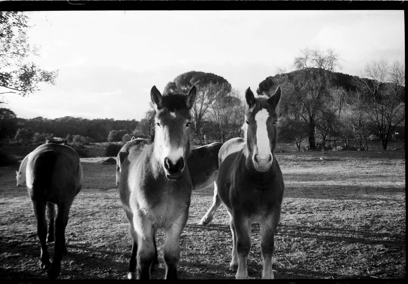 Film photo shot on Kodak Tri-X 400 with a Pentax Espio Zoom, by Rebecabalas_