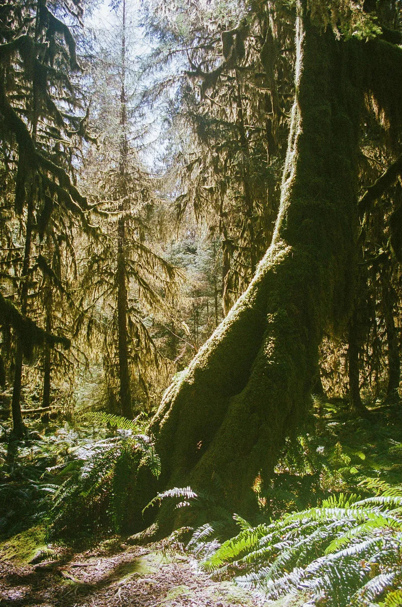 Hoh Rainforest I shot on Kodak Portra 800 with a Canon AV-1, developed at Bellows Film Lab, by H.S.O