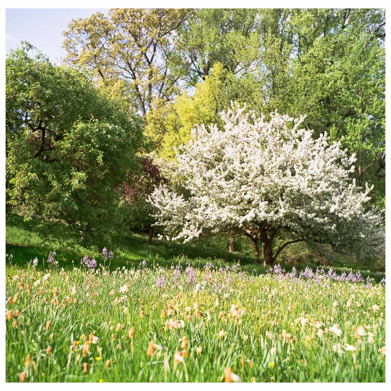 A quiet afternoon at the botanical garden shot on Kodak Gold 200 with a Mamiya C220, developed at Pro Image Photo, by Fershootsfilm