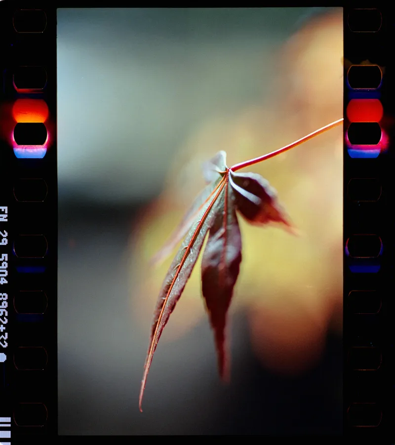 An Inkling of Autumn shot on Marix 400D with a Nikon F3, developed at Home / Self-Developed, by Nicholas Smith