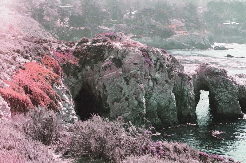Film photo shot on Lomography LomoChrome Purple 100 with a Canon AE-1, developed at Action Camera Reno, by Leigh