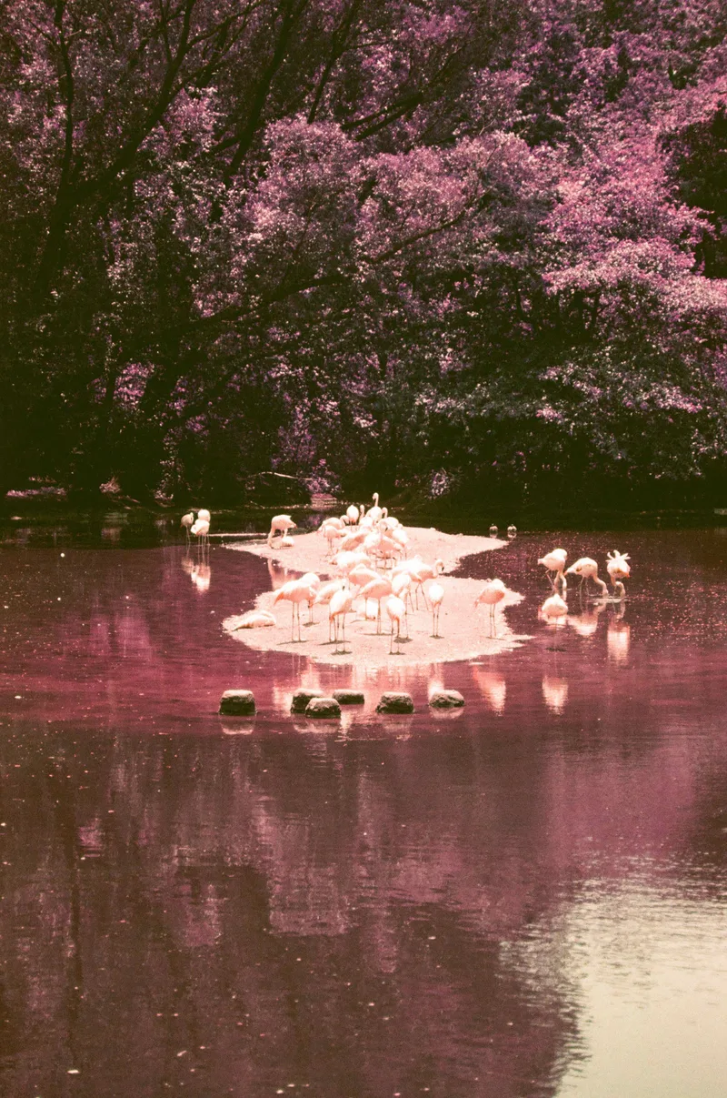 Flamingos at the Bronx Zoo shot on Lomography LomoChrome Purple 100 with a Canon A2E, by eye.are.vee
