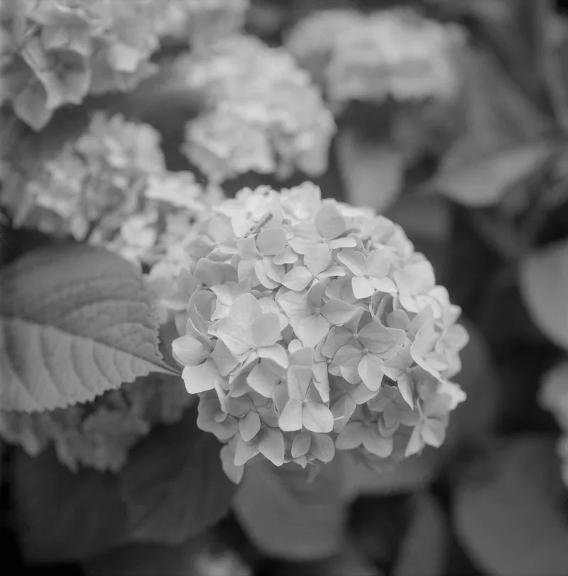 Blue hydrangea shot on Ilford Ortho Plus 80 with a Yashica Mat-124G, developed at Home / Self-Developed, by Joe Copley