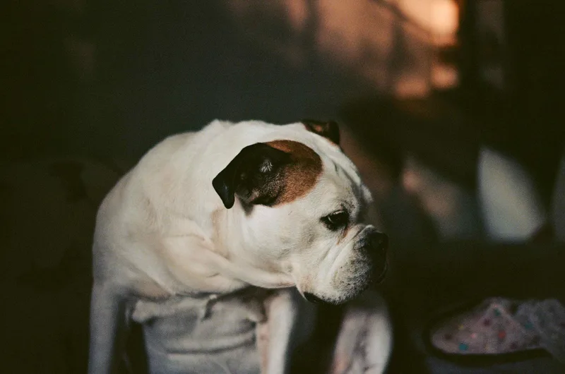 Daisy shot on Kodak Gold 200 with a Leica M4-2, developed at Pro Camera, by Billy B
