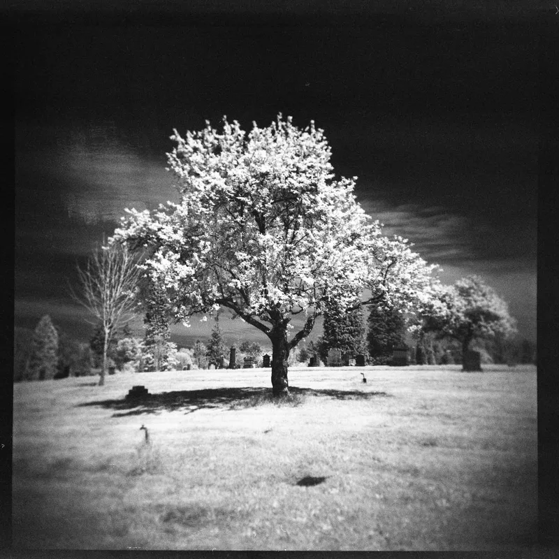 Springtime shot on Agfa Aviphot Pan 200 with a Holga 120N, developed at Home / Self-Developed, by PB