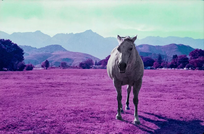 Lone Pine, Lone Horse shot on Lomography LomoChrome Purple 100 with a Olympus 35SP, developed at Home / Self-Developed, by Dan Schneider