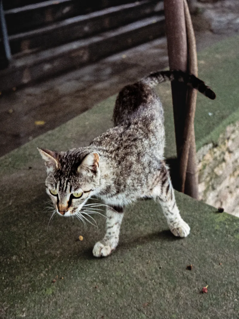 cat shot on Kodak Gold 200 with a Canon Demi EE17, developed at Elite Foto Trondheim Torg, by etienne