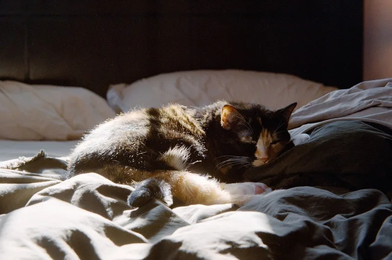 Sleepy Cayenne shot on FlicFilm Aurora 400 with a Canon AE-1, developed at Eastside Laboratories, by Max Dillman