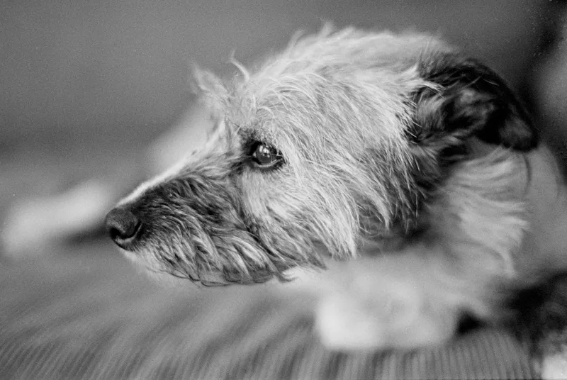 Lena II shot on Kodak Tri-X 400 with a Nikon F70, developed at Home / Self-Developed, by Jerker Knape Sini