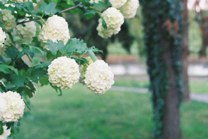 Film photo shot on Fujifilm FujiColor C200 with a Zenit 122, by Oriana
