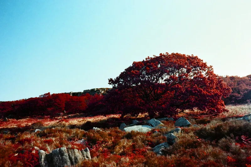 Fake Aerochrome in the Peak District UK (1) shot on Harman Switch Azure with a Pentax MX, by ant