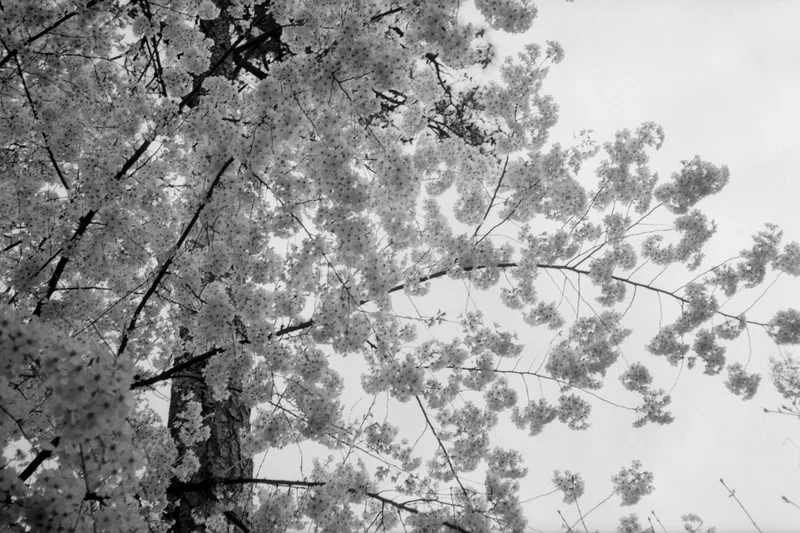 Cherry Blossoms shot on Ilford FP4 Plus 125 with a Olympus 35RC, developed at Southeastern Camera Carrboro, by Hunter