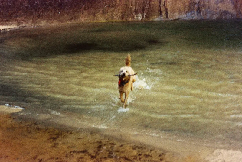Let’s play fetch! shot on Kodak Gold 200 with a Contax RTS, developed at Film Cult, by Robert Sagers
