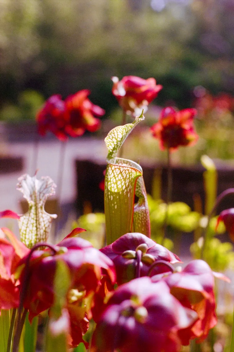 Crimson pitcher plant shot on Kodak UltraMax 400 with a Minolta α7, developed at Southeastern Camera Carrboro, by Hunter