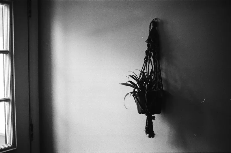 House Plant shot on Ilford HP5 Plus 400 with a Canon T70, developed at Ivan’s Photo