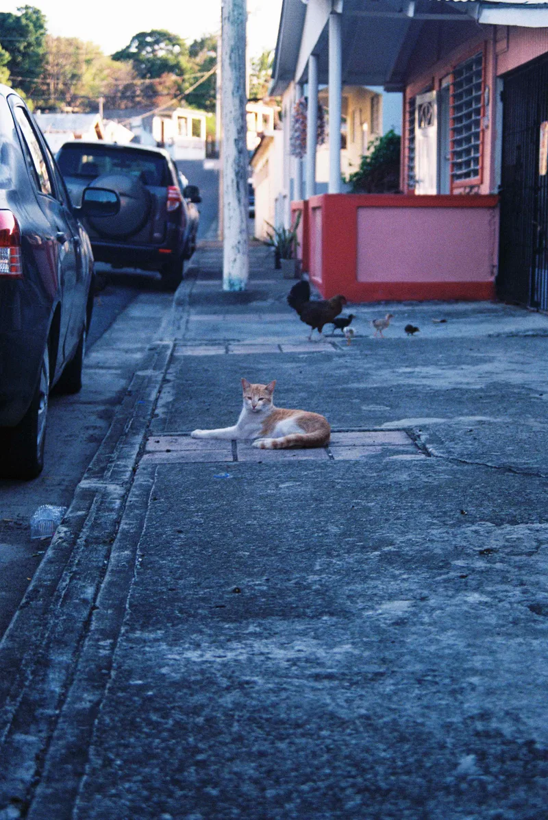 Vieques, PR Fauna shot on Fujifilm Superia X-TRA 400 with a Ricoh KR-5 Super, developed at Reformed Film Lab , by Jasper