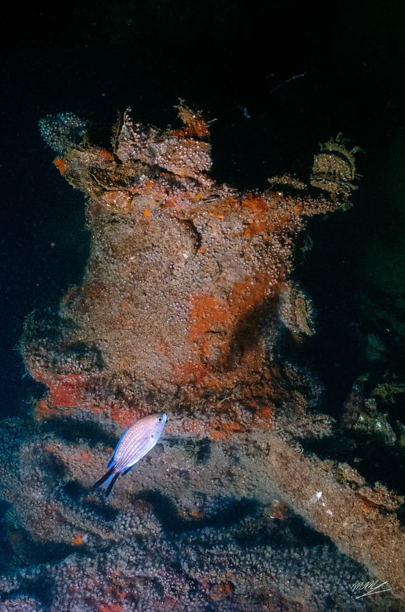 Evdokia wreckage shot on Kodak Portra 800 with a Nikonos RS, developed at Home / Self-Developed, by Marco Manuzzi