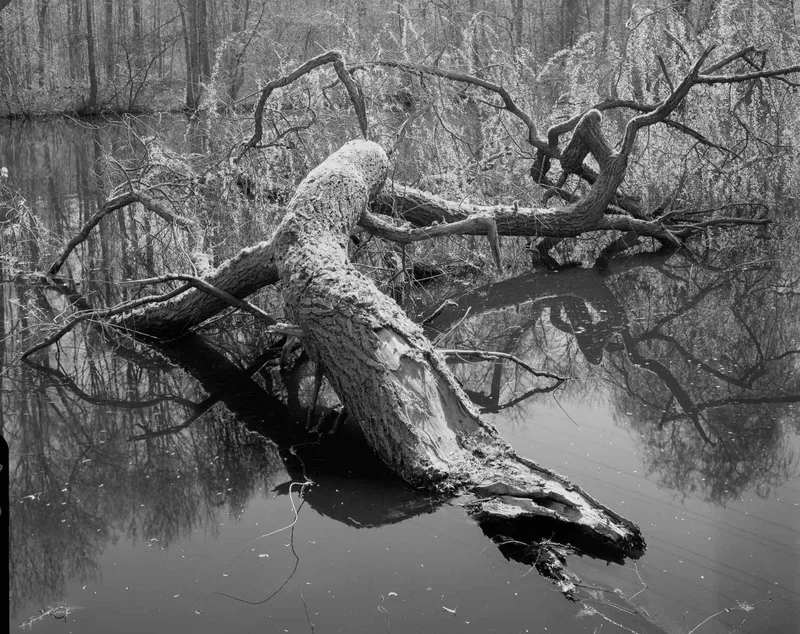 In the water shot on Ilford Ortho Plus 80 with a Chamonix 45F-2, developed at Home / Self-Developed, by Patrick Marquetecken
