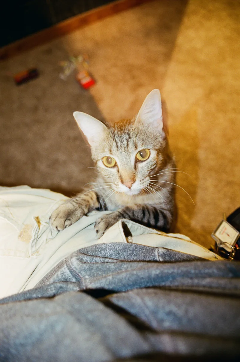 My four-legged distraction shot on Fujifilm Superia X-TRA 400 with a Canon EOS Rebel Ti, developed at State Film Lab, by Mathai Karanja