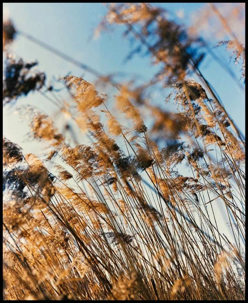 Film photo shot on Fujifilm Pro 400H with a Mamiya RB67 Pro SD, developed at Home / Self-Developed, by Oleg Kovalev