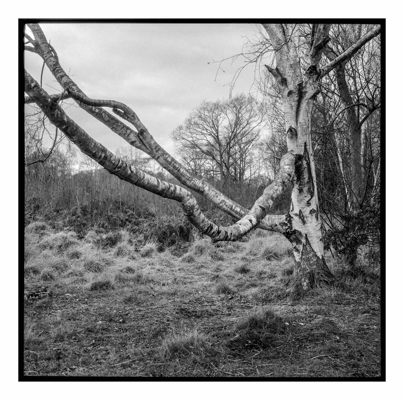 Bent but Beautiful shot on Kentmere Kentmere 200 with a Mamiya 6_Automat_II, developed at Home / Self-Developed, by Stuart Leeds