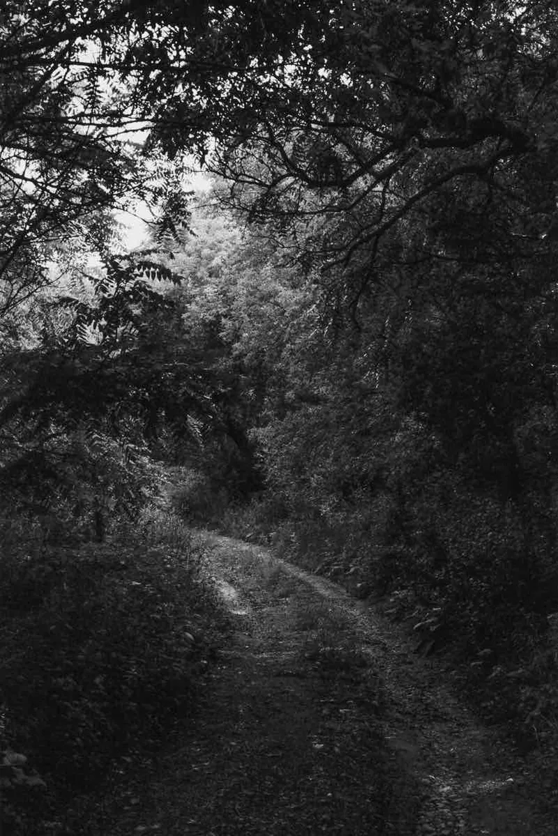 Into the Woods shot on CatLABS X Film 320 Pro with a Minolta X-700, developed at theFINDlab, by Jeremy Allen Wieczorek