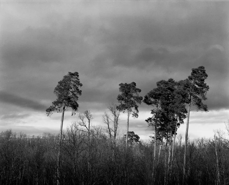 Trees shot on Kodak Tri-X 400 with a Zenza Bronica GS-1, developed at Home / Self-Developed, by David