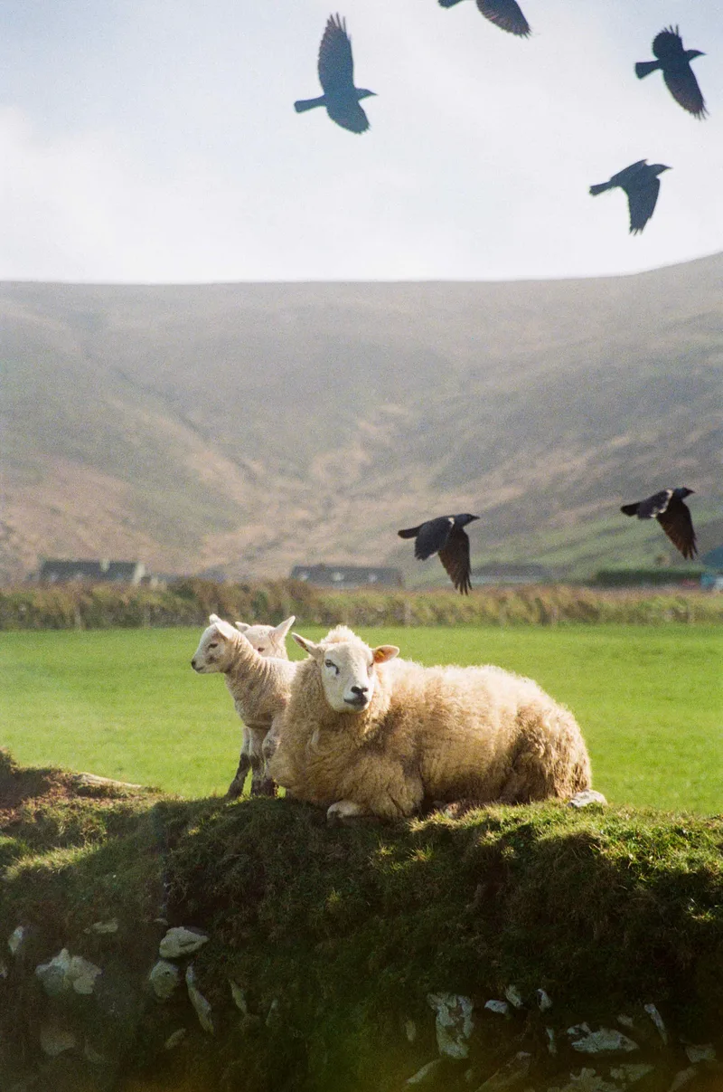 Dunquin Sheep shot on Kodak Portra 800 with a Canon 3000N, developed at Conns Camera, by Annraoi Blaney
