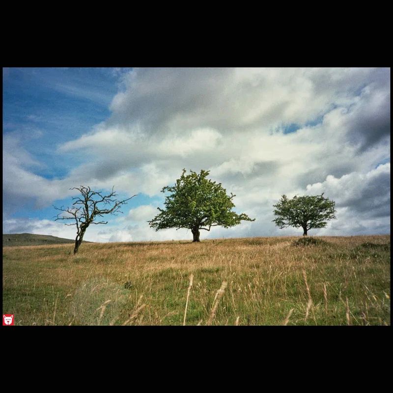 Three Trees shot on Kodak Portra 160 with a Olympus XA, developed at Bristol Cameras, by G_dog_photo