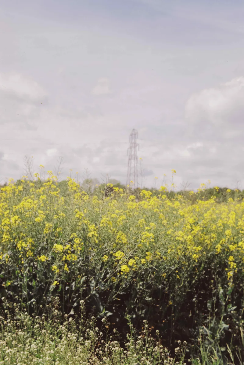 Film photo shot on Kodak Gold 200 with a Voigtländer Bessa, by mirinell87