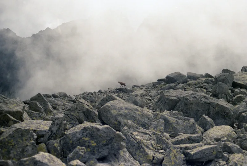 chamois shot on Kodak Gold 200 with a Canon AE-1, developed at Café Analog, by NorbertBarics