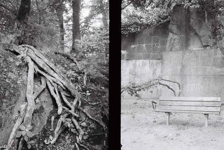 Roots, bloody roots shot on Ilford HP5 with a Canon DIAL 35, by Bådde Sundqvist