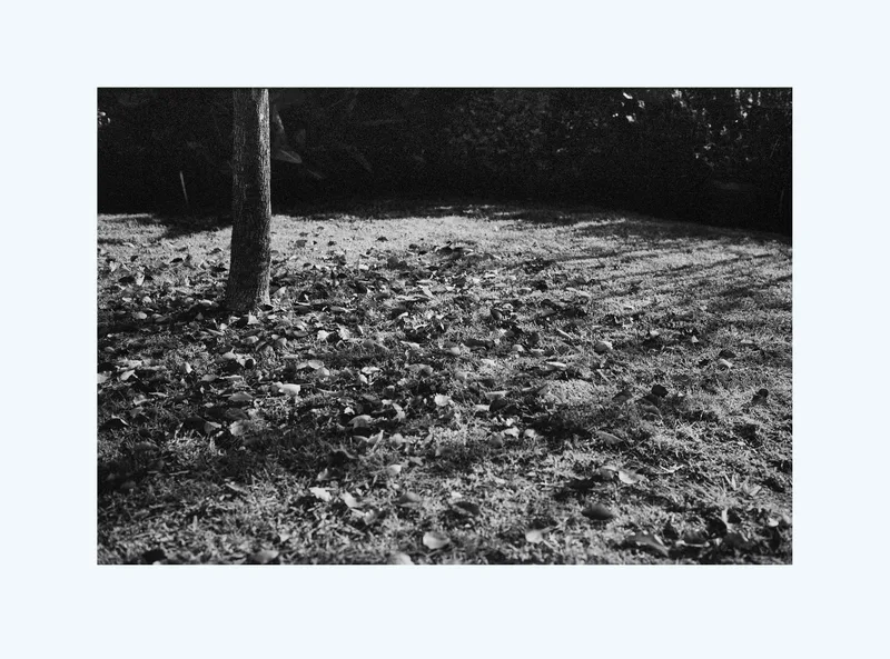 Leafy Texture shot on Rollei Retro 100 with a Leica M5, developed at Home / Self-Developed, by Evan