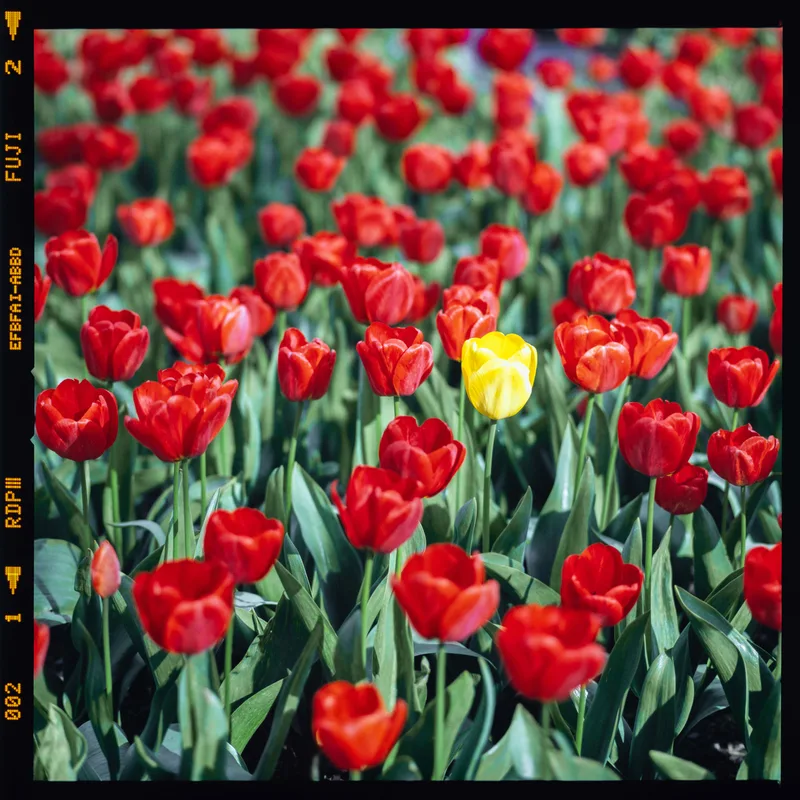 Yellow shot on Fujifilm Provia 100F with a Hasselblad 500C/M, developed at Rewind Photo Lab, by ryan park